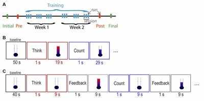 Brain Networks Underlying Strategy Execution and Feedback Processing in an Efficient Functional Magnetic Resonance Imaging Neurofeedback Training Performed in a Parallel or a Serial Paradigm